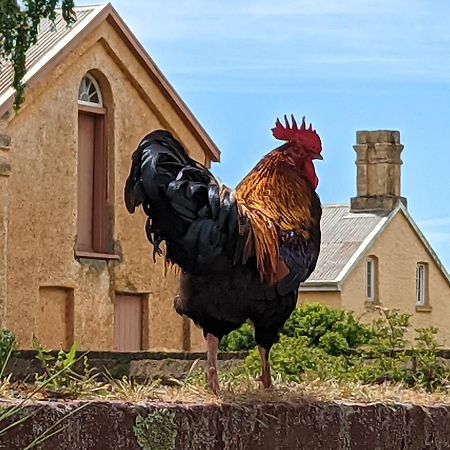 Woolmers Estate Longford Εξωτερικό φωτογραφία