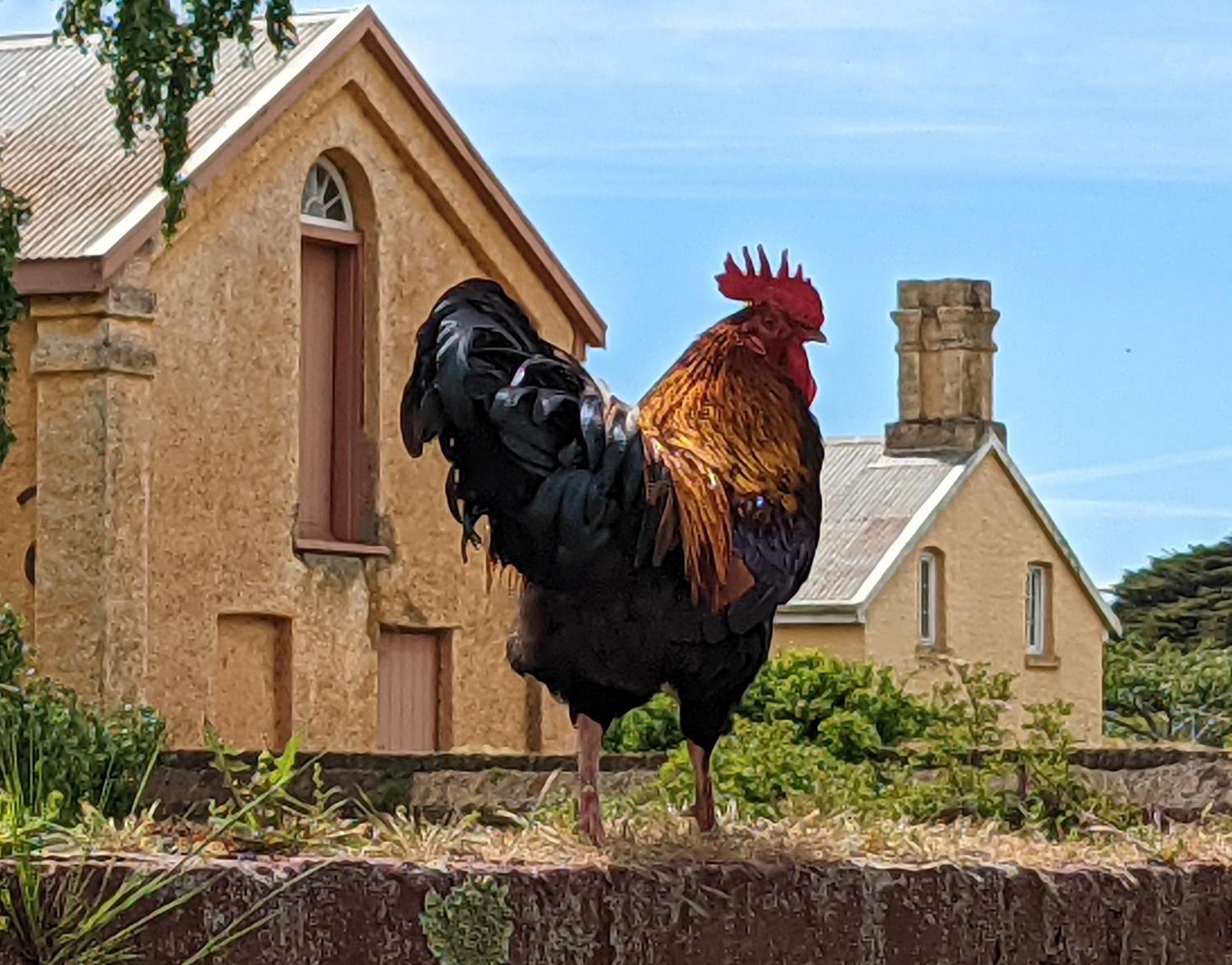 Woolmers Estate Longford Εξωτερικό φωτογραφία